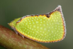Salurnis marginella