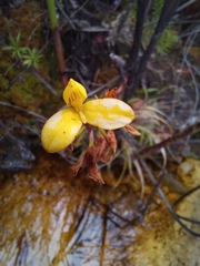 Disa aurata