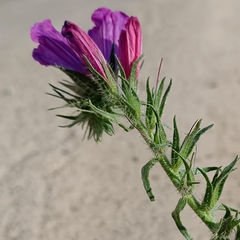 Echium sabulicola decipiens