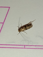 Phereoeca