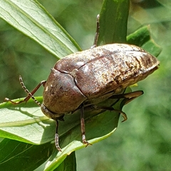 Ripiphoridae