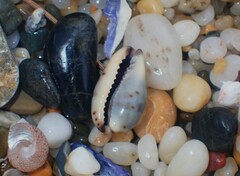 Purpuradusta gracilis