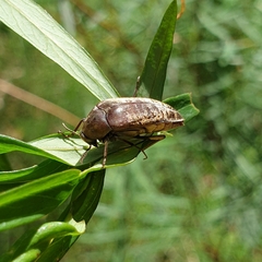 Ripiphoridae