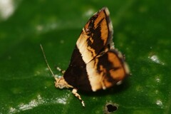 Choreutis xanthogramma