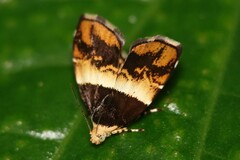 Choreutis xanthogramma