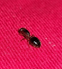 Crematogaster schmidti