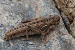 Eumigus monticolus