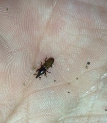 Mesites pallidipennis