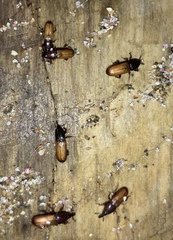 Mesites pallidipennis