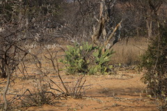 Opuntia stricta stricta