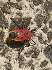 Urochela quadrinotata