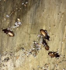 Mesites pallidipennis