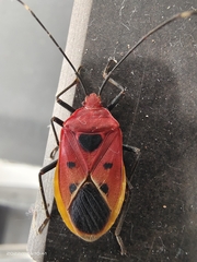 Urochela quadrinotata