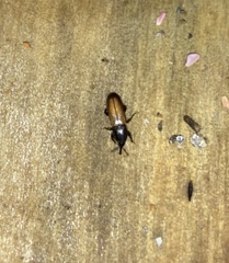 Mesites pallidipennis