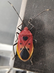 Urochela quadrinotata