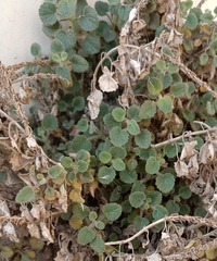 Lafuentea rotundifolia