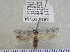 Xyloryctidae
