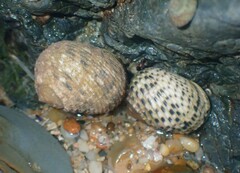 Nerita plicata