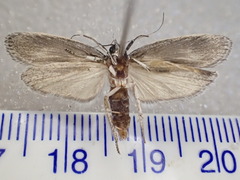 Xyloryctidae
