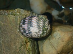 Nerita plicata