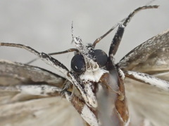 Xyloryctidae