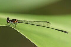 Prodasineura verticalis