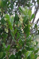 Diospyros scabrida