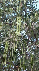 Pseudophacopteron tuberculatum