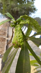 Pseudophacopteron tuberculatum