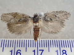 Xyloryctidae