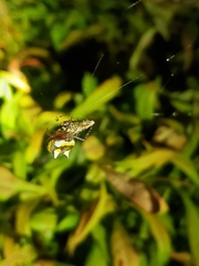 Poecilopachys australasia