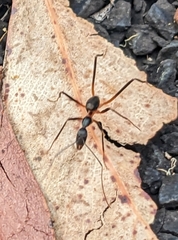 Leptomyrmex