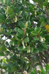 Diospyros scabrida