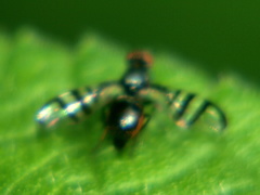 Rivellia euxestoides