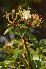 Hymenaea
