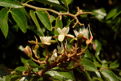 Hymenaea