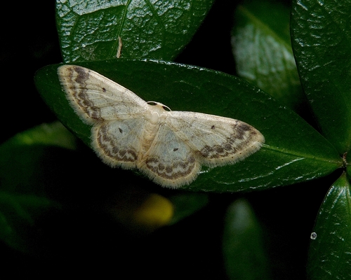 Tamsiakraštis Sprindžiukas nuotrauka