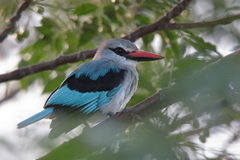 Halcyon senegalensis