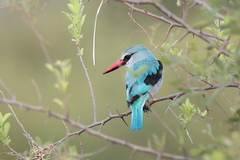 Halcyon senegalensis