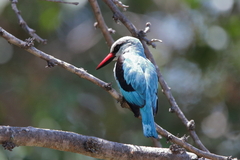 Halcyon senegalensis