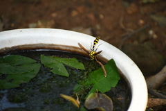 Phimenes flavopictus