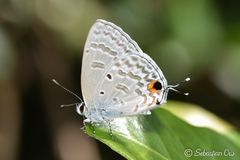 Catochrysops panormus