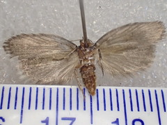 Xyloryctidae