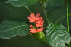 Crossandra