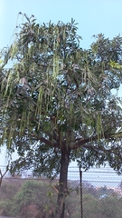 Alstonia scholaris