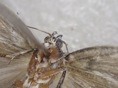 Xyloryctidae