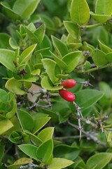 Carissa bispinosa