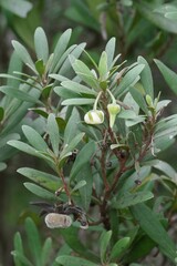 Diospyros dichrophylla