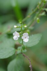 Endostemon obtusifolius