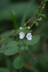 Endostemon obtusifolius
